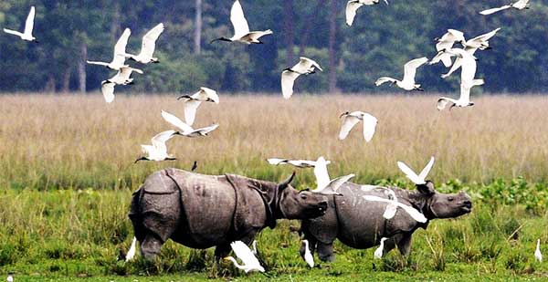 Wild life sanctuaries of India