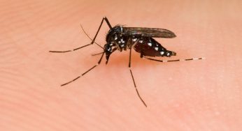 How To Get Rid Of Mosquito Bite Scars Naturally