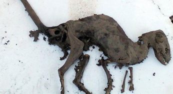 A Dinosaur Like Dead Creature Has Been Found In Uttarakhand, It Will Shock You To The Core!