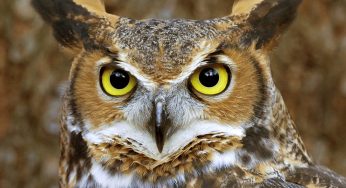 Famous Myths about Animals That People Believe Even Today