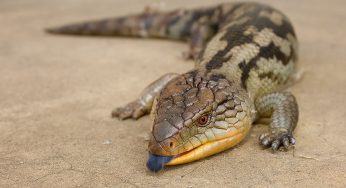 Top 10 Most Unusual Looking Pets Around The World