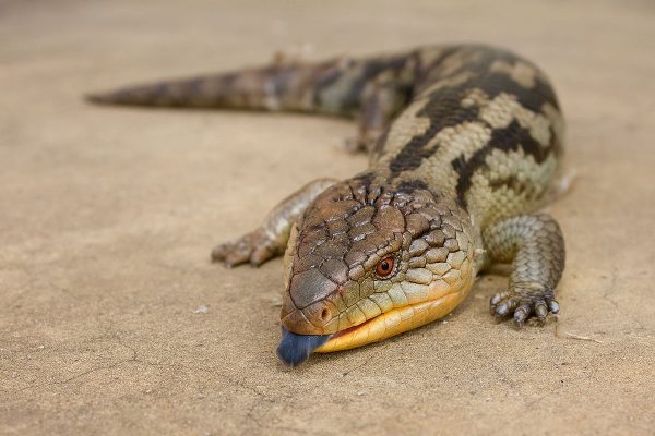 Unusual looking pets