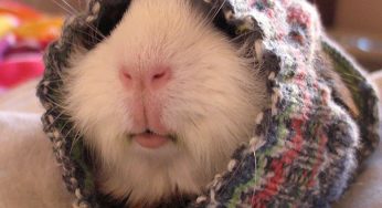 20 Happy Animals That Can Cheer You Up Instantly