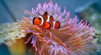These Are The Dangerous Sea Creatures Of The World