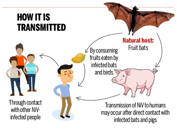 Nipah virus