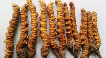 Know About This Himalayan Viagra That is Pricier Than Gold