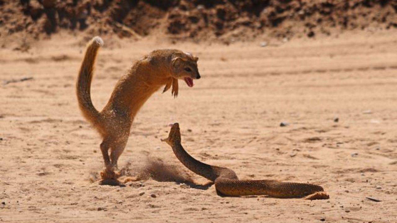 Mongoose v/s Cobra Faceoff - The Fight Is Pretty Gory Sight ! -  