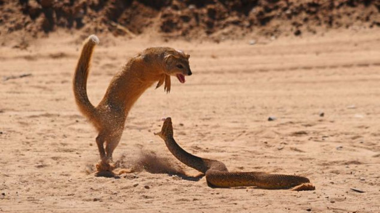 Mongoose v/s Cobra Faceoff - The Fight Is Pretty Gory Sight ! -  Youngisthan.in