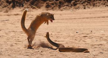 Mongoose v/s Cobra Faceoff – The Fight Is Pretty Gory Sight !