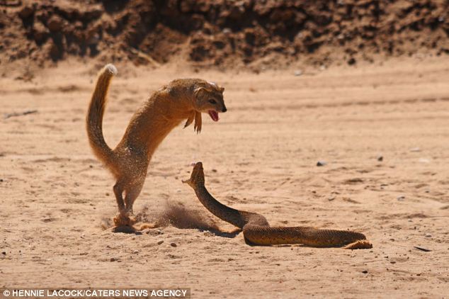 Mongoose v/s Cobra Faceoff - The Fight Is Pretty Gory Sight ! -  Youngisthan.in