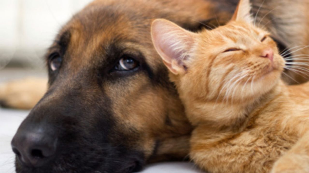 Pets Video Clips - These Video Clips Of The Pets Will Surely Make You Say  Awww !