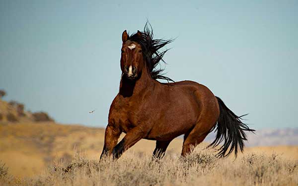 Spirit animal zodiac sign