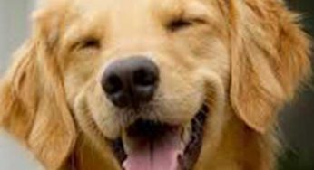 Furry Buddies Have Corporate Lessons For You!