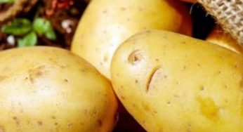 A Family Died Due To Potatoes! Know The Entire Story