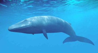 These Are The False Facts That We Still Believe About Animals
