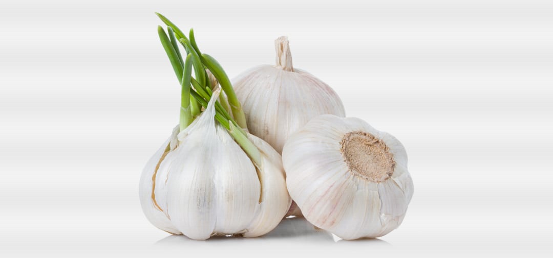 Garlic