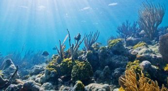 The Strange Underwater Creatures!