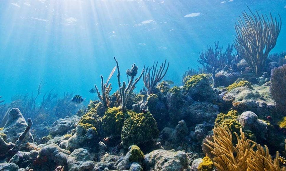 Underwater creatures