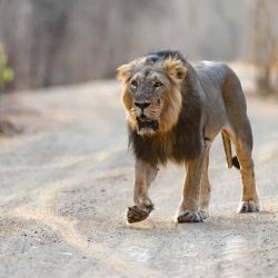 Places in India where lions are found