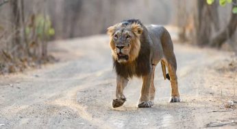 Visit These Places To See Lions In India