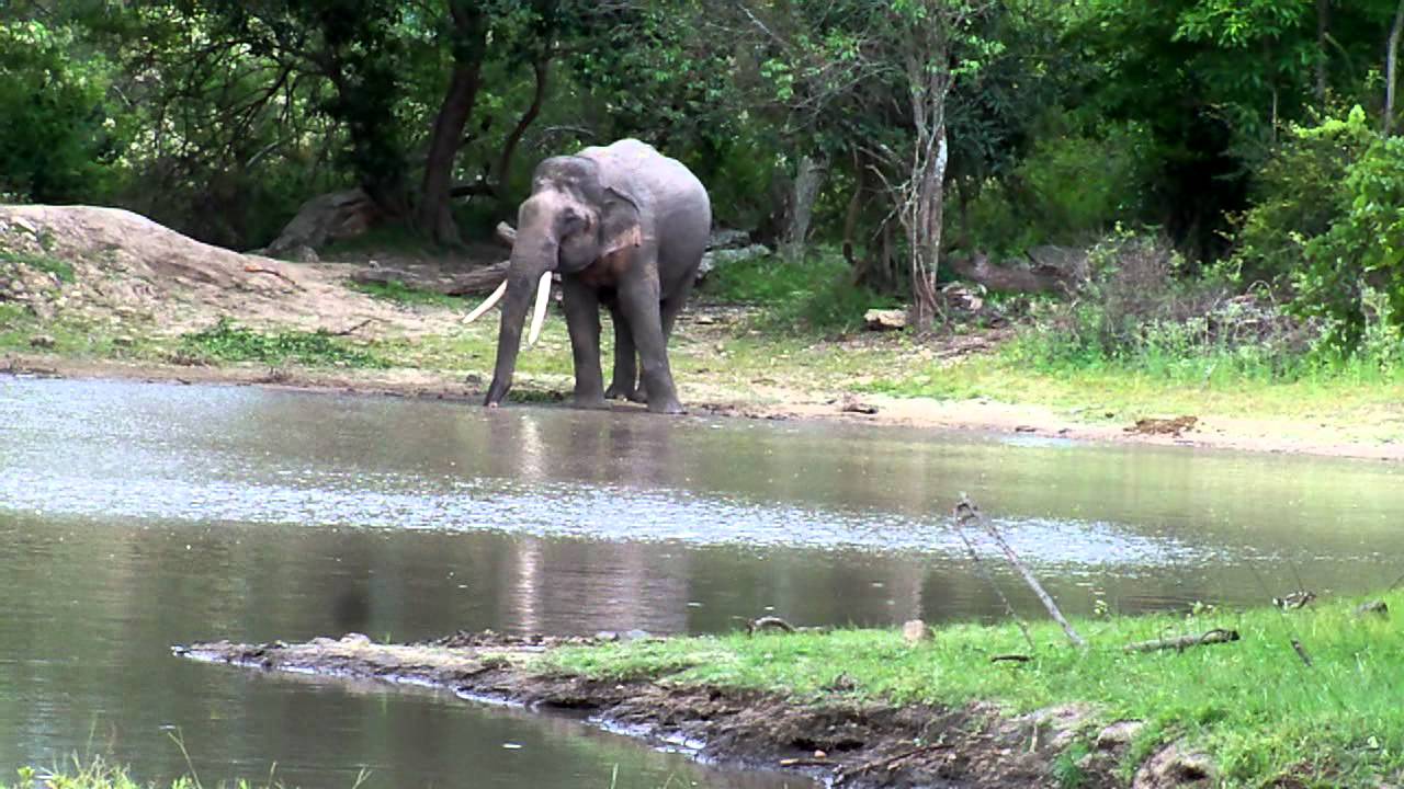 Veerappan