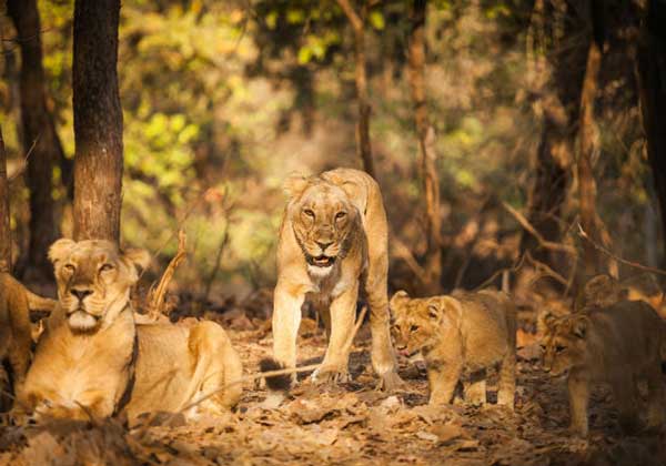 Places in India where lions are found