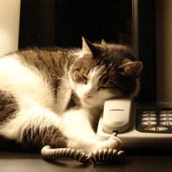 Cat turned into telephone