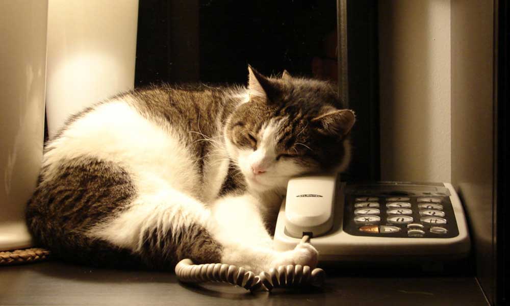 Cat turned into telephone