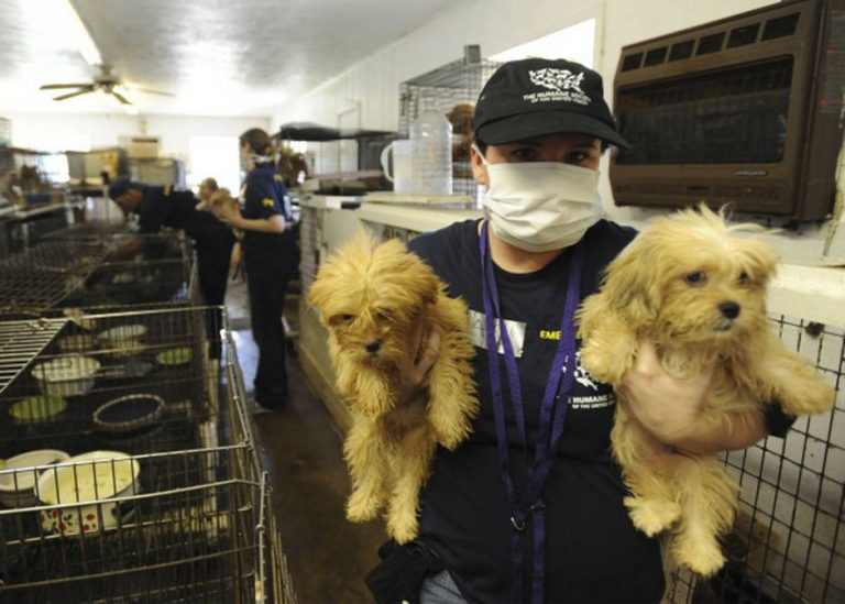 Jobs If You Love Animals You Should Apply For These Jobs