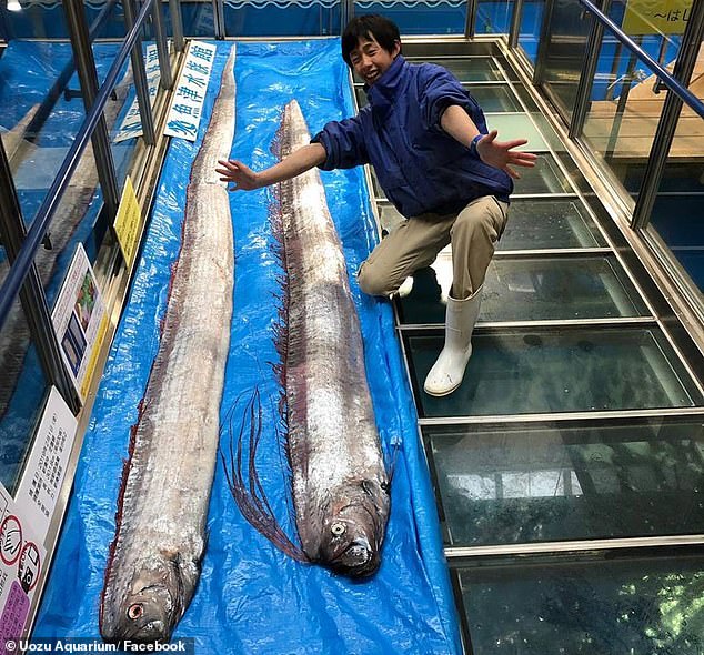 How This Deep Sea Fish in Peru Hints At Impending Tsunami