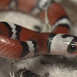 Scarlet snake-stay-home