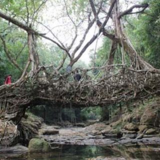 Natural-living-root-bridge