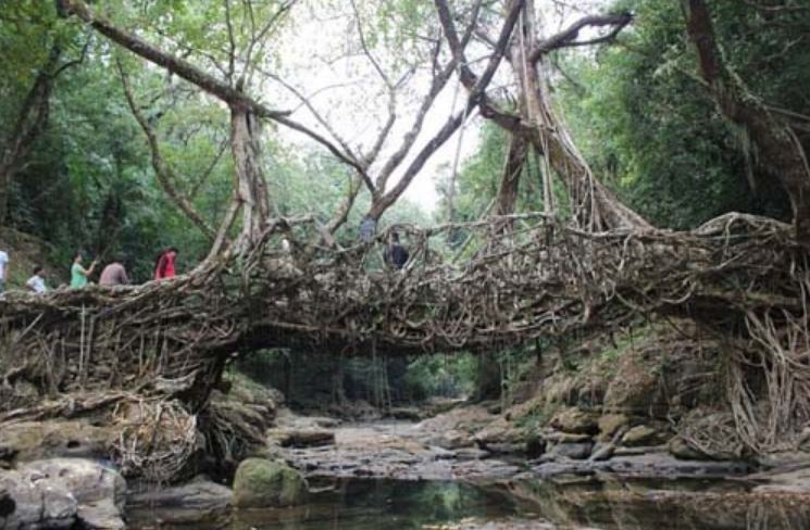 Natural-living-root-bridge