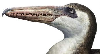 Largest Flying Bird With Wingspan About 20 feet Huge