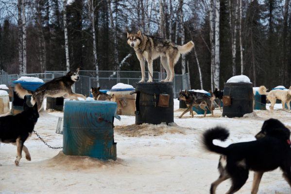 ancient dogs film sled