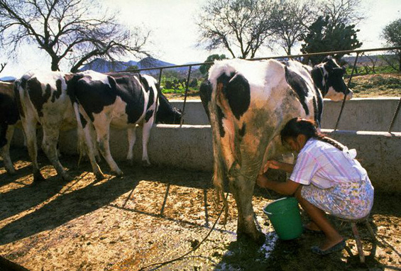 dairy-farming-small-business
