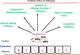 food digestion pro