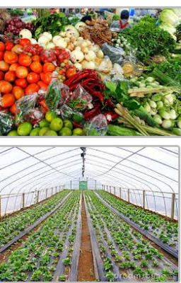 vegetable-market-small-business