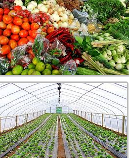 vegetable-market-small-business