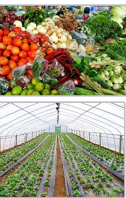 vegetable-market-small-business