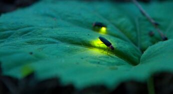 Learn Life Lessons from Firefly To Live In Darkness
