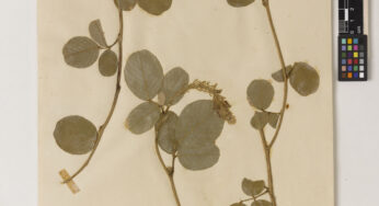Asian Dark Blue Uraria Lacei Craib Rare Flower in Six Decades