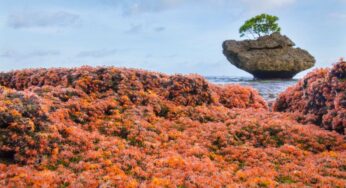 Interesting facts about “Christmas Island” Australia