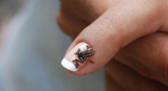 5 Smallest Animal Breeds That Still Survives