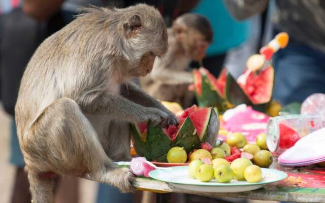 monkey buffet 2