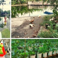 aquaponic farming 1