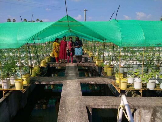 aquaponic farming 2