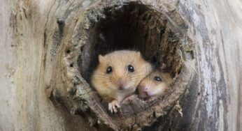 When Did You Last Hear Rats Laughing?