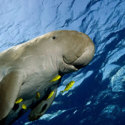 sea cow dugongs