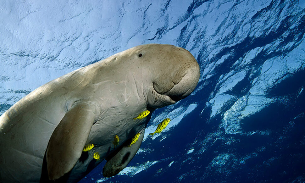 sea cow dugongs